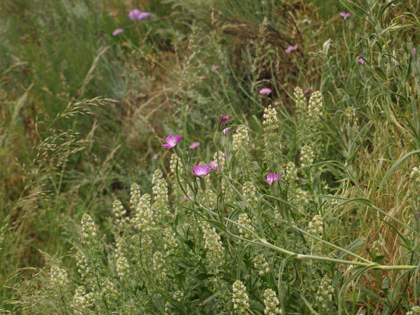 Corn cockle plant